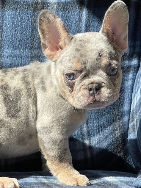 Lilac Frenchie Price